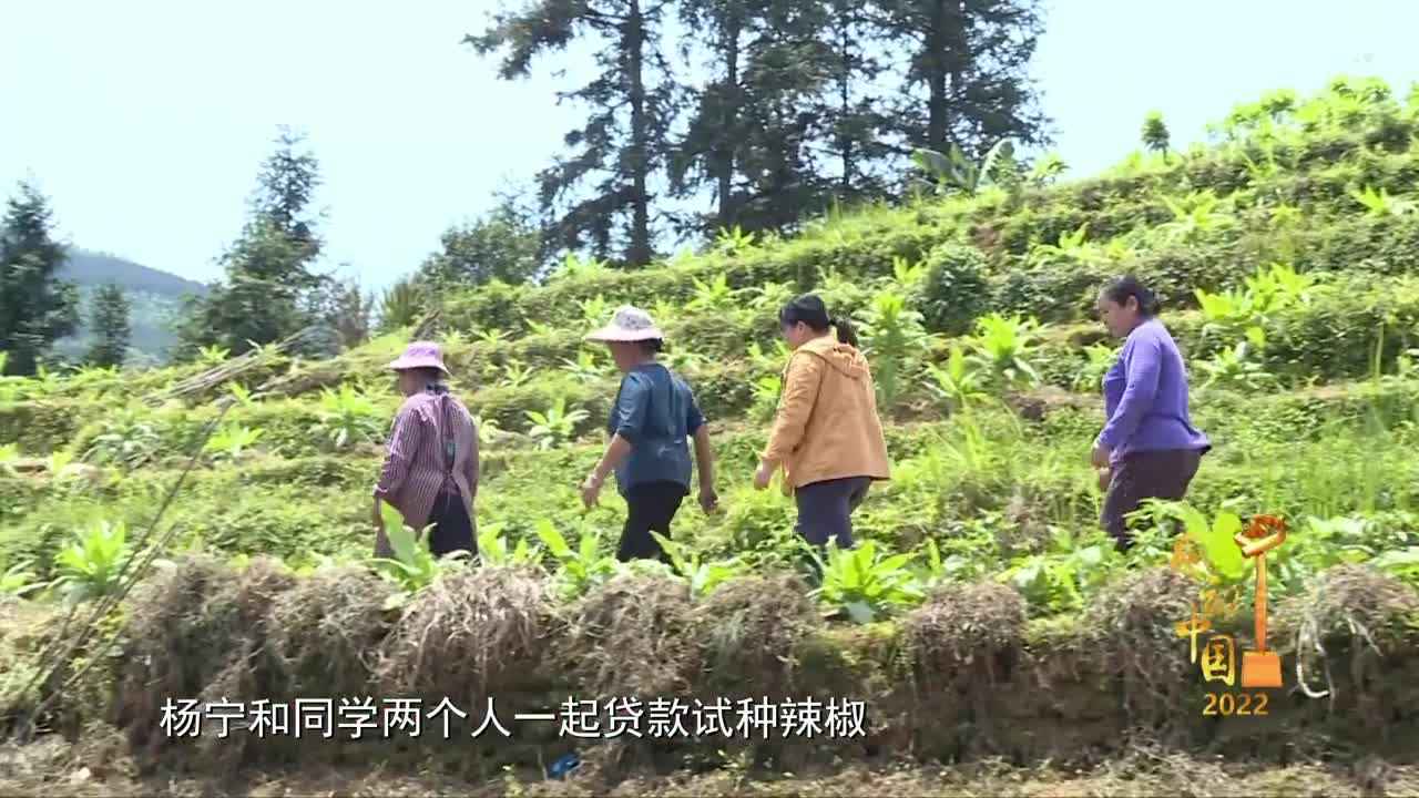 杨宁人物素材封面
